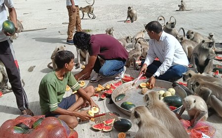 मनसा माता की पहाड़ियों में अनूठी पहल: बंदरों को फल-सब्जियां खिलाकर पुण्य कमा रही 'श्री मनसा माता सेवा समिति'
