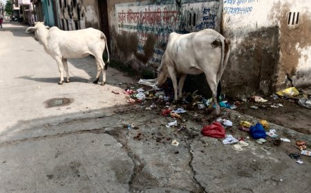 खैरथल में 'कचरा' बनी गोसेवा:पॉलीथिन खाने को मजबूर गौवंश, धरातल पर दावे गायब