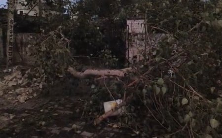 तेज हवा से पीपल की शाखा टूटकर धराशाई, कार हुई क्षतिग्रस्त