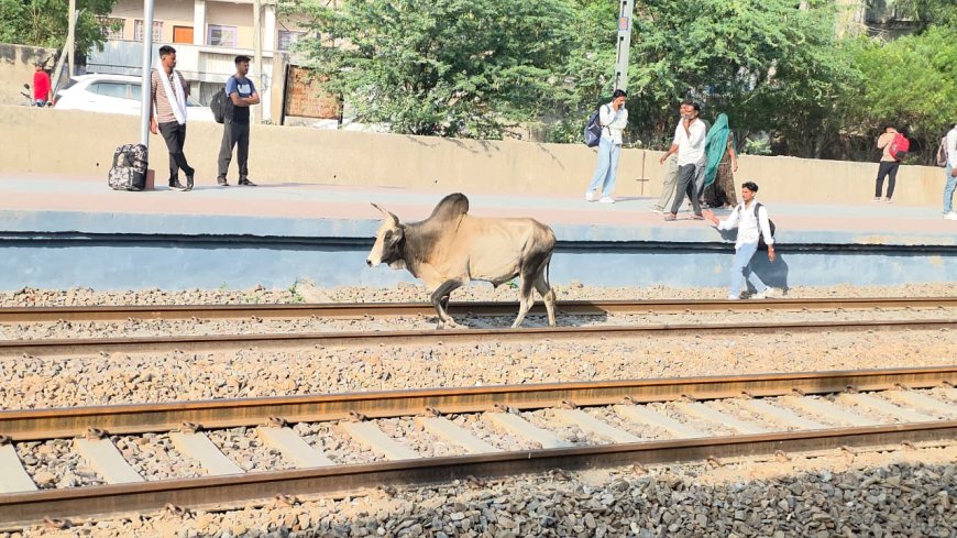 रेलवे ट्रैक पर आवारा पशुओं का डेरा, बड़ा हादसा टला; ​यात्रियों की सुरक्षा भगवान भरोसे, सोमवार सुबह पटरियों पर घूमते नजर आए सांड