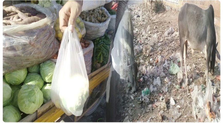 पॉलीथिन की थैलियां बन रही है सफाई में परेशानी का सबब, पर्यावरण को भी पहुंच रहा काफी नुकसान