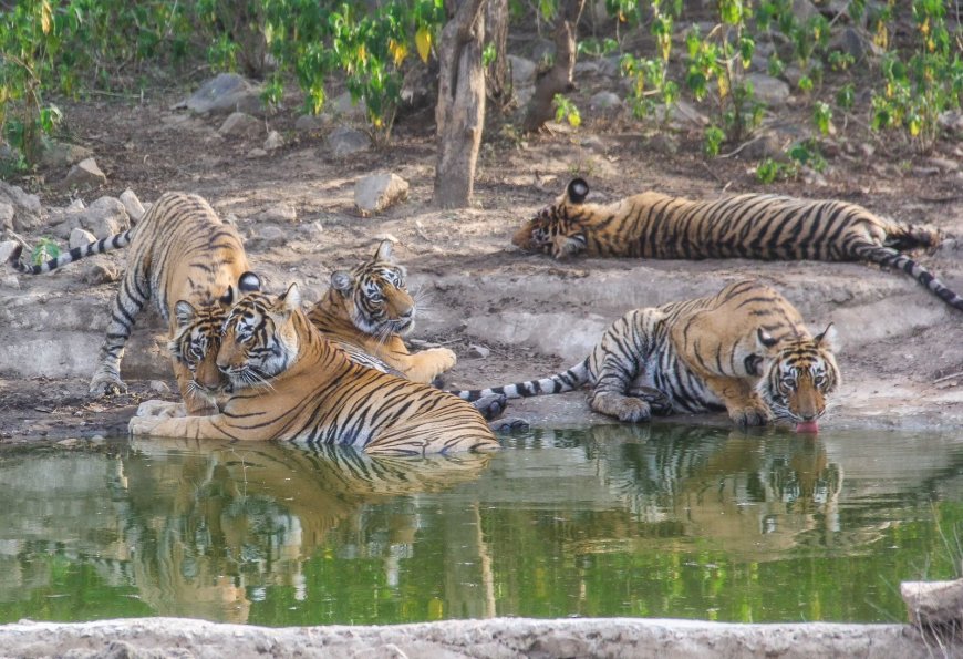सरिस्का बफर क्षेत्र में करीब एक दर्जन बाघ-बाघिनों की मौजूदगी, वन विभाग ने जारी की चेतावनी
