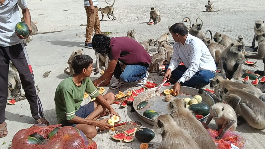 मनसा माता की पहाड़ियों में अनूठी पहल: बंदरों को फल-सब्जियां खिलाकर पुण्य कमा रही 'श्री मनसा माता सेवा समिति'