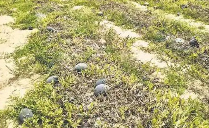 भीषण गर्मी और लू से जायद फसलों को बचाने के लिए किसान अपनाएं आधुनिक तकनीक: उद्यान विभाग