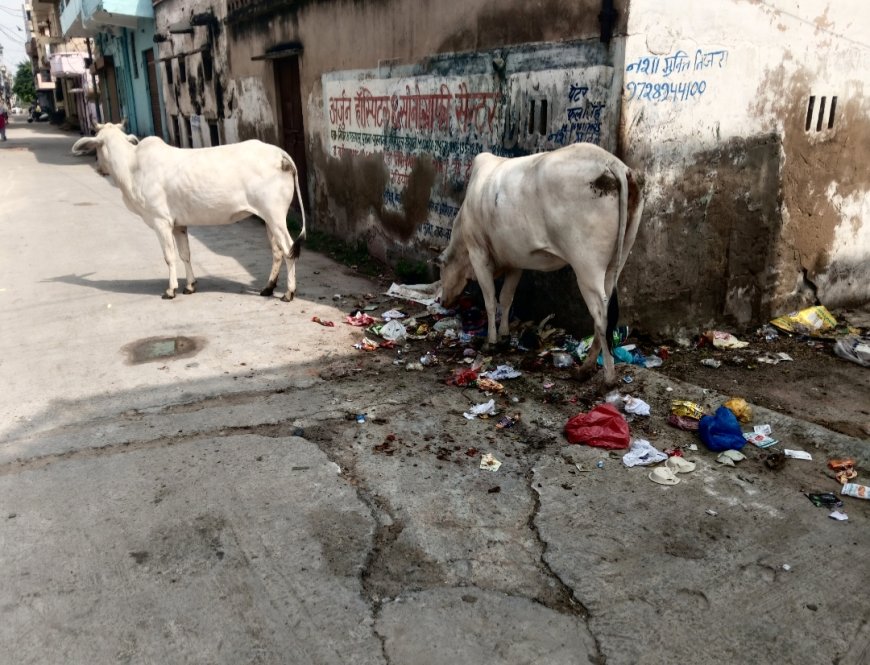 खैरथल में 'कचरा' बनी गोसेवा:पॉलीथिन खाने को मजबूर गौवंश, धरातल पर दावे गायब