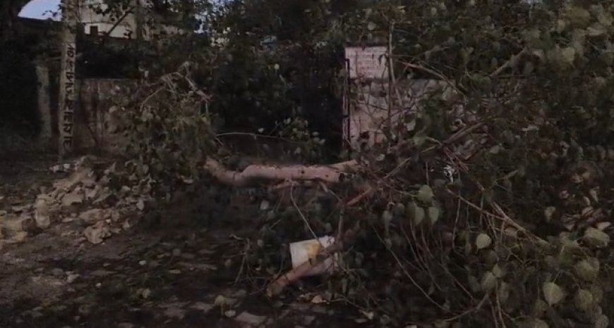 तेज हवा से पीपल की शाखा टूटकर धराशाई, कार हुई क्षतिग्रस्त