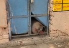 सरकारी स्कूल मे चोरी: बच्चों के मिड-डे मील का 198 किलो राशन ले उड़े चोर