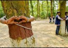 'विश्व पर्यावरण दिवस' केवल कागजी खानापूर्ति या संरक्षण का सच्चा संकल्प? भीलवाड़ा में उठे गंभीर सवाल