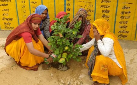 बेरका ग्राम पंचायत में साथीन रुचि रानी ने लगाया छायादार पौधा, ग्रामीणों को पर्यावरण संरक्षण का दिया संदेश