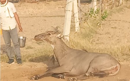 कटीली तारबंदी में फंसी घायल नील गाय को  जागरूक युवकों ने बचाया, वन विभाग ने किया त्वरित उपचार