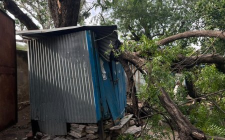 पेहल गांव में भयंकर अंधड़ का तांडव: पेड़ और बिजली के खंभे गिरे, जनजीवन पूरी तरह प्रभावित