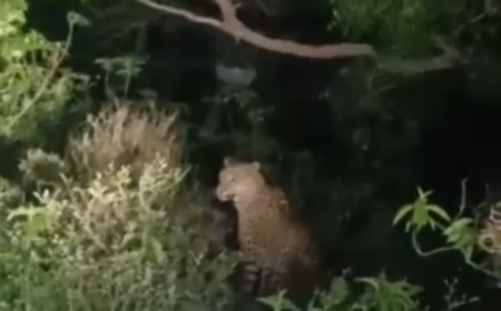 सड़क किनारे झाड़ियों में बैठा दिखा लैपर्ड, राहगीरों ने बनाया वीडियो, वन विभाग से सुरक्षा की मांग