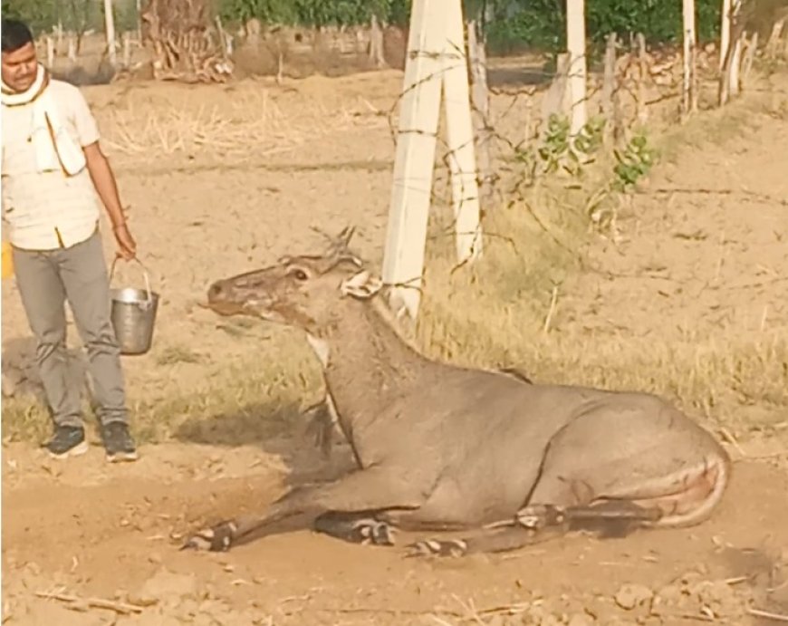 कटीली तारबंदी में फंसी घायल नील गाय को  जागरूक युवकों ने बचाया, वन विभाग ने किया त्वरित उपचार
