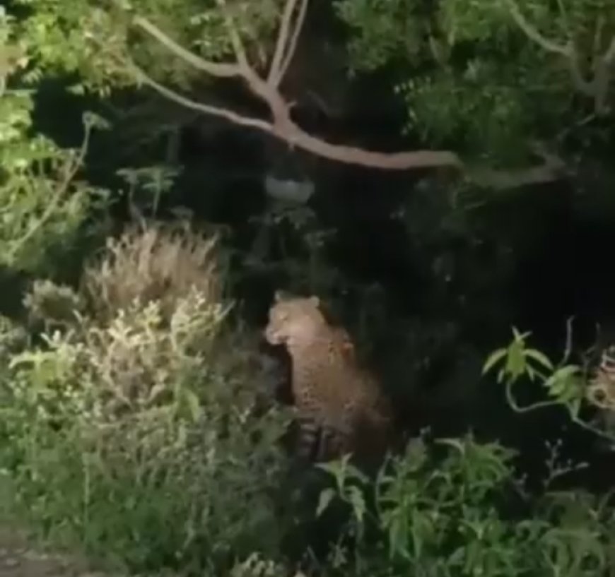 सड़क किनारे झाड़ियों में बैठा दिखा लैपर्ड, राहगीरों ने बनाया वीडियो, वन विभाग से सुरक्षा की मांग