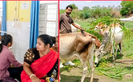 उर्मिला जैन भाया के जन्मदिन पर अनोखी मिसाल: मरीजों में बांटे फल गायों कों खिलाया चारा लोगो कों बाँटे लड्डू