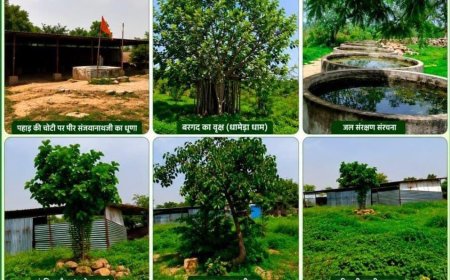 धामेड़ा धाम में पर्यावरण महायज्ञ जारी, पौधारोपण अभियान में जनभागीदारी का आह्वान