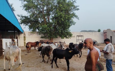 सुधा सागर गौशाला एवं पक्षी आश्रय का अवलोकन कर मुनि श्री सौम्य सागर ने की सराहना