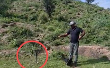 अलवर के राजगढ़ में दिखा पांच फीट लंबा काला नाग, रेस्क्यू कर सुरक्षित जंगल में छोड़ा