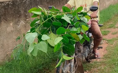 मोटरसाइकिल पर बरगद-पीपल के पौधे लेकर पर्यावरण महायज्ञ के लिए निकले  शर्मा