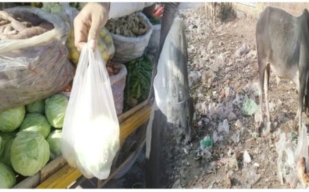 पॉलीथिन की थैलियां बन रही है सफाई में परेशानी का सबब, पर्यावरण को भी पहुंच रहा नुकसान