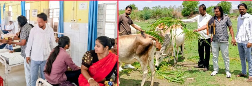 उर्मिला जैन भाया के जन्मदिन पर अनोखी मिसाल: मरीजों में बांटे फल गायों कों खिलाया चारा लोगो कों बाँटे लड्डू