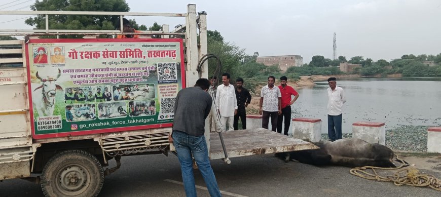 तखतगढ़ दो सांडों की लडाई में एक साड़ गिरा तालाब में, गौ रक्षक टीम ने एक को सुरक्षित निकाला