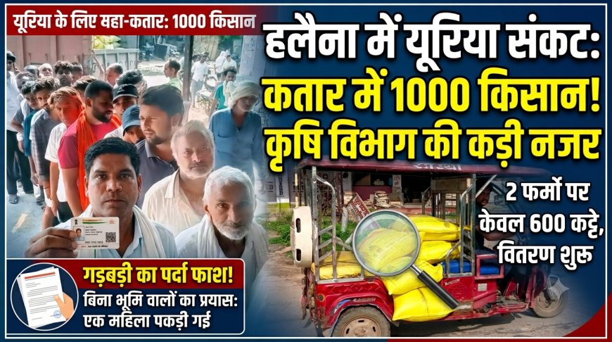 हलैना मेें यूरिया को लगी कतार, कृषि विभाग की नजर में वितरण; दो फर्मो पर आए 600 कट्टे, लेने को एक हजार से अधिक किसान