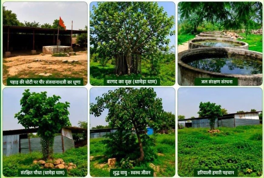 धामेड़ा धाम में पर्यावरण महायज्ञ जारी, पौधारोपण अभियान में जनभागीदारी का आह्वान