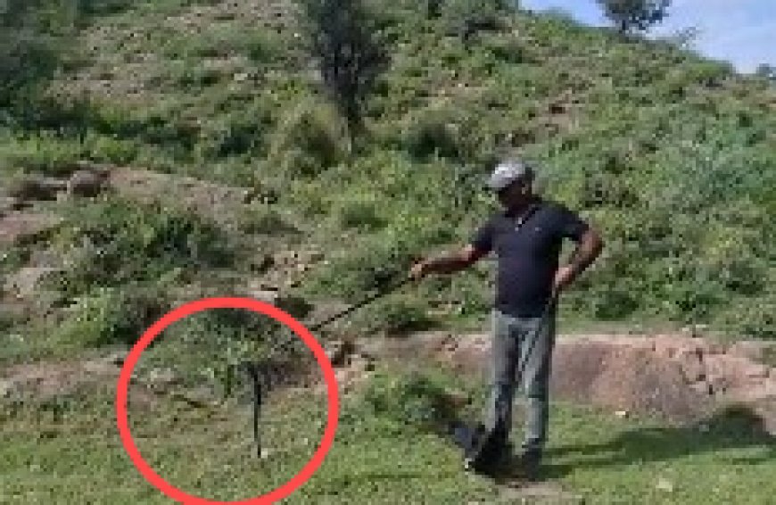 अलवर के राजगढ़ में दिखा पांच फीट लंबा काला नाग, रेस्क्यू कर सुरक्षित जंगल में छोड़ा