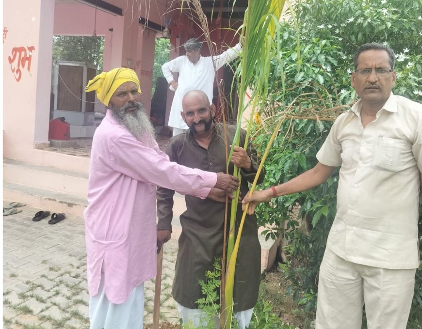 अर्पण सेवा फाउंडेशन का वृक्षारोपण महाअभियान: ग्राम ठाढवाड़ी में 'गुरु रामदेव सियाग वाटिका' का शुभारंभ, लगाए 171 पौधे