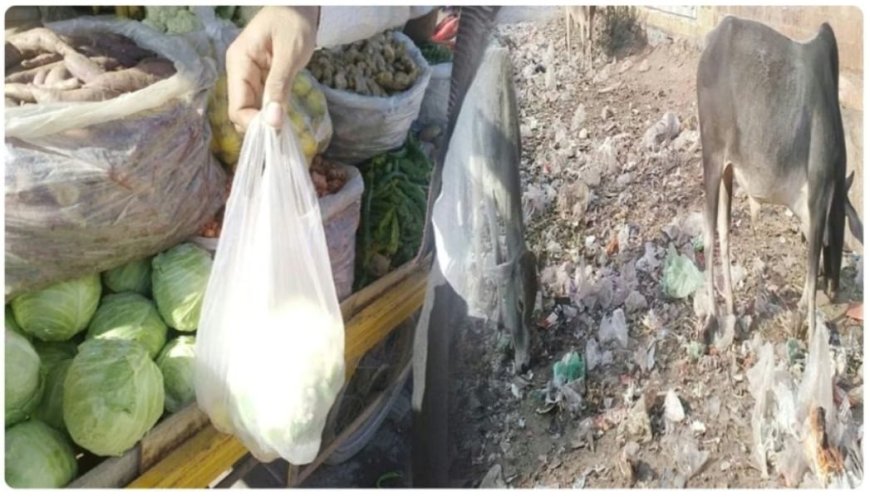 पॉलीथिन की थैलियां बन रही है सफाई में परेशानी का सबब, पर्यावरण को भी पहुंच रहा नुकसान