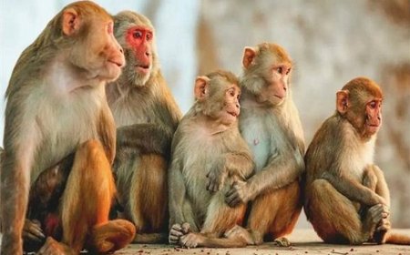 लक्ष्मणगढ़ में बंदरों का तांडव: राहगीरों पर हमला, बच्चों को स्कूल जाने में डर,प्रशासन से गुहार