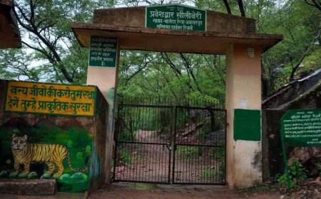 सरिस्का के पारंपरिक मार्ग को खोलने की मांग: सीलीबेरी गेट बंद रहने से समय और पैसे दोनों की हो रही बर्बादी