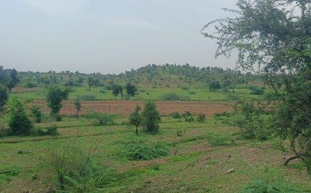 29 हेक्टेयर चरागाह पर अवैध तारबंदी और खेती: मवेशियों के सामने खड़ा हुआ संकट, जहाजपुर प्रशासन से कार्रवाई की गुहार