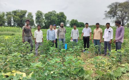 जहाजपुर में फसलों का सघन सर्वेक्षण: कीट प्रकोप आर्थिक नुकसान स्तर से नीचे, किसानों को दी IPM तकनीक की जानकारी