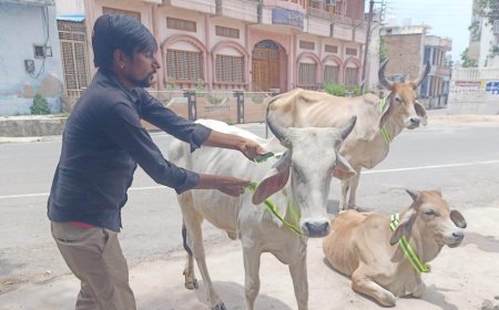 रात के अंधेरे में चमकेगी रेडियम बेल्ट: तखतगढ़ में बेसहारा गोवंश के गले में बांधे गए रिफ्लेक्टर पट्टे, हादसों में आएगी कमी