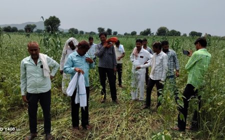 दबंगों के आगे पस्त किसान:खेतों में जबरन आवारा पशु घुसाकर फसलें की बर्बाद
