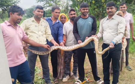खेत में चारे के बीच छिपा बैठा था 8 फीट लंबा अजगर: वन विभाग की टीम ने किया सुरक्षित रेस्क्यू
