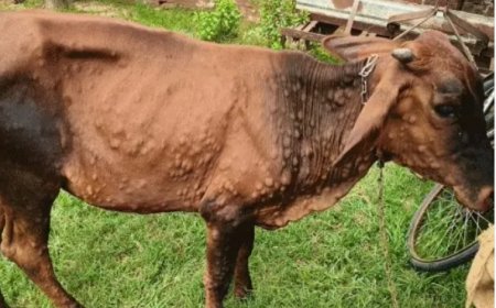 गोविंदगढ़ में संदिग्ध बीमारी से गाय की मौत: शरीर पर गांठें और चकत्ते मिले, पशुपालकों में बढ़ी चिंता