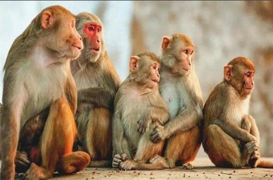लक्ष्मणगढ़ में बंदरों का तांडव: राहगीरों पर हमला, बच्चों को स्कूल जाने में डर,प्रशासन से गुहार