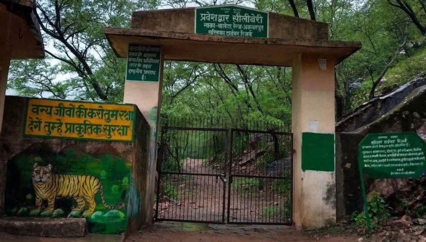 सरिस्का के पारंपरिक मार्ग को खोलने की मांग: सीलीबेरी गेट बंद रहने से समय और पैसे दोनों की हो रही बर्बादी