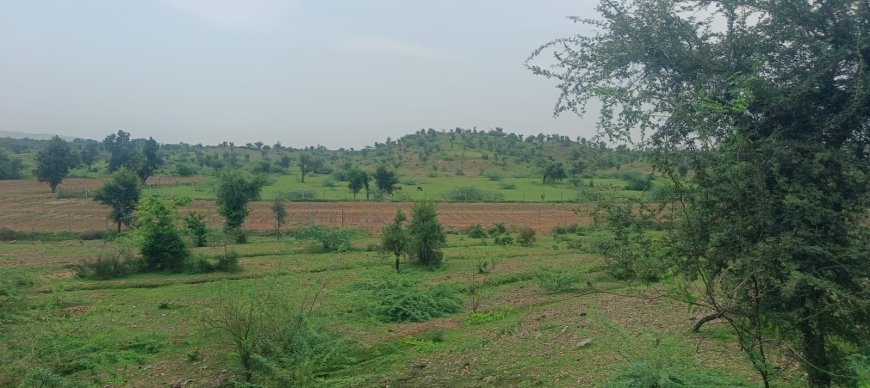 29 हेक्टेयर चरागाह पर अवैध तारबंदी और खेती: मवेशियों के सामने खड़ा हुआ संकट, जहाजपुर प्रशासन से कार्रवाई की गुहार