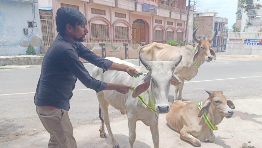 रात के अंधेरे में चमकेगी रेडियम बेल्ट: तखतगढ़ में बेसहारा गोवंश के गले में बांधे गए रिफ्लेक्टर पट्टे, हादसों में आएगी कमी