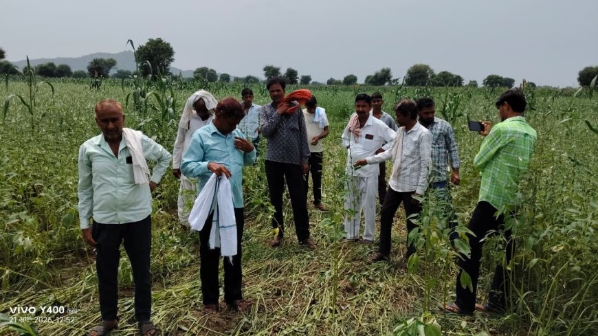 दबंगों के आगे पस्त किसान: खेतों में जबरन आवारा पशु घुसाकर फसलें की बर्बाद