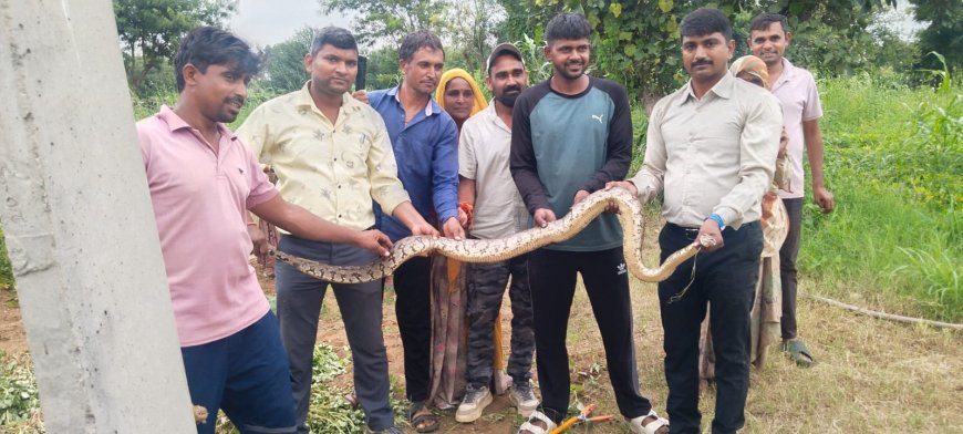 खेत में चारे के बीच छिपा बैठा था 8 फीट लंबा अजगर: वन विभाग की टीम ने किया सुरक्षित रेस्क्यू