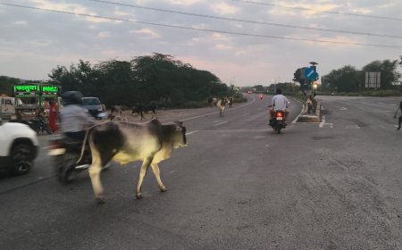 टोल टैक्स पूरा, सुरक्षा अधूरी: NH-758 पर 100 की रफ्तार के बीच अचानक आ रहे गोवंश, बड़े हादसों को न्यौता
