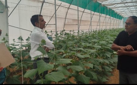 सरकारी अनुदान से चमकी किसान की किस्मत: खैरथल एडीएम ने देखी 23 लाख के पॉलीहाउस की सफलता