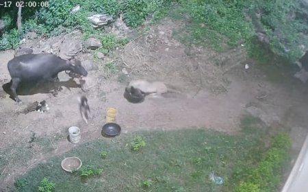 रात के अंधेरे में शिकार बनाने पहुंचा बघेरा: बाड़े में सो रहे श्वान को दबाया जबड़े में, CCTV में कैद हुई घटना
