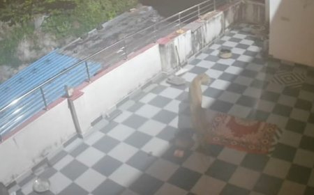 राजगढ़ के नया गांव बोलका में बघेरे का आतंक: बाड़े से स्वान को उठाया, छत पर सीसीटीवी में कैद हुई हलचल