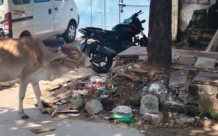 डिजिटल इंडिया और स्वच्छता अभियान को मुंह चिढ़ाती तस्वीरें: गुरलां में बेजुबान खा रहे प्लास्टिक, कौन है इस बदहाली का जिम्मेदार?